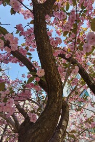 樱花树