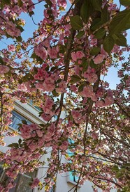 樱花树