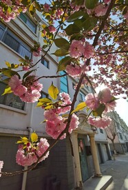 樱花树