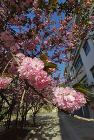 樱花