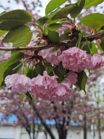 樱花