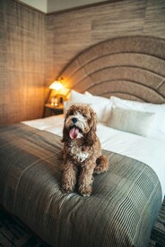 狗