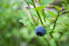 蓝莓