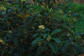 桂花树