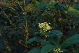 桂花树
