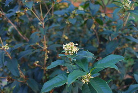 桂花树