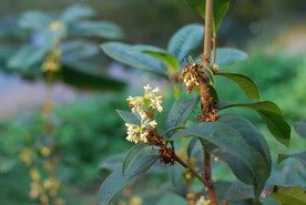 桂花