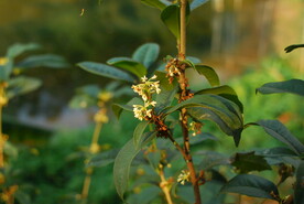 桂花