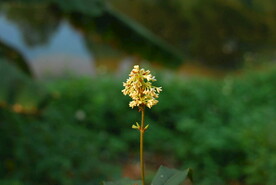 桂花