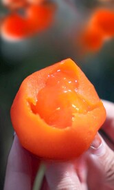 鲜柿饼 