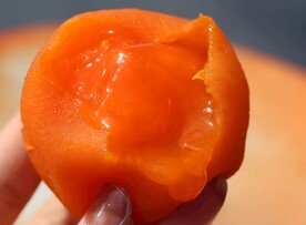 鲜柿饼 