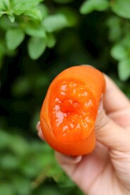 鲜柿饼 