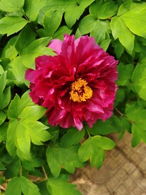 牡丹花