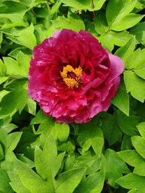 牡丹花