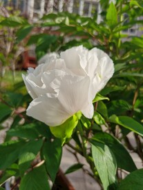 白牡丹