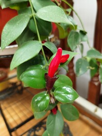 毛萼口红花