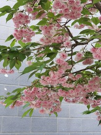 樱花树