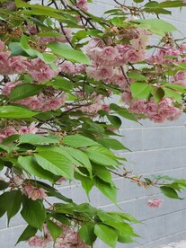 樱花树
