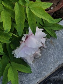 牡丹花