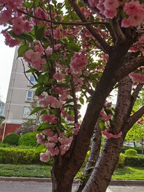 樱花树