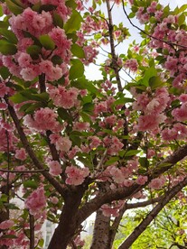 樱花树