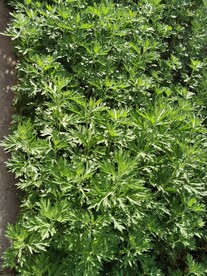 艾草