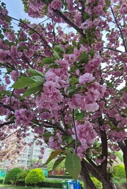 樱花树