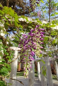 紫藤花