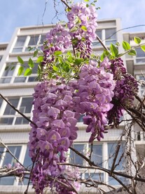 紫藤花