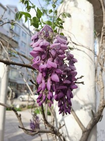 紫藤花