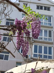 紫藤花