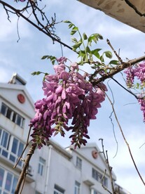紫藤花