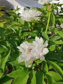 白牡丹