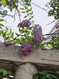 紫藤花