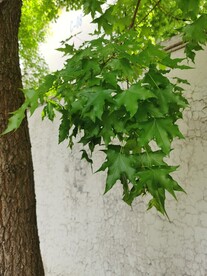 元宝槭
