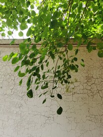 黄栌