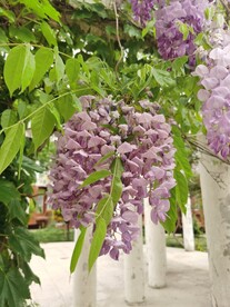 紫藤花