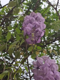 紫藤花