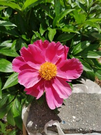 红牡丹