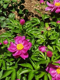芍药
