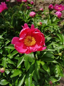 芍药