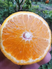 柑橘