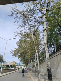 树