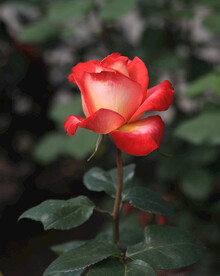 月季花