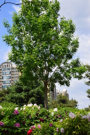 公园风景  