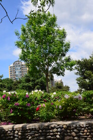 公园风景  