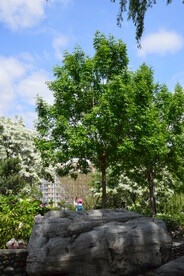 公园风景  