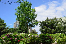 公园风景  
