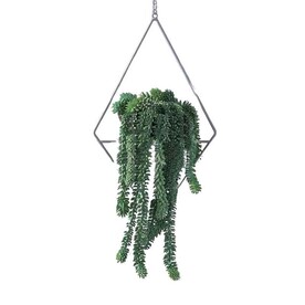 C4D模型 绿色植物