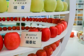 红苹果